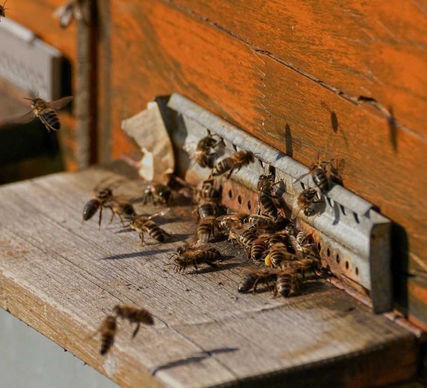 bee-colonies-4027054_1280